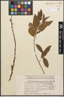 Foto von Salix caprea L. x Salix purpurea L.
